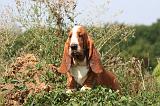 BASSET HOUND 228